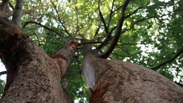 "L'arbre, c'est l'investissement le plus rentable que l'on puisse faire sur terre, 48 % au minimum" Tristan Lecomte, co-fondateur de Pur Projet