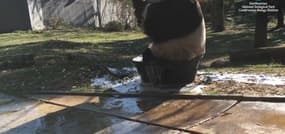 Le panda Tian Tian prend un bain moussant