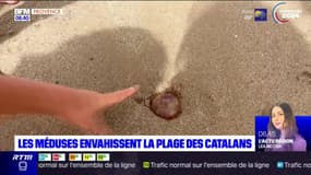 Marseille: la plage des Catalans envahie par des méduses