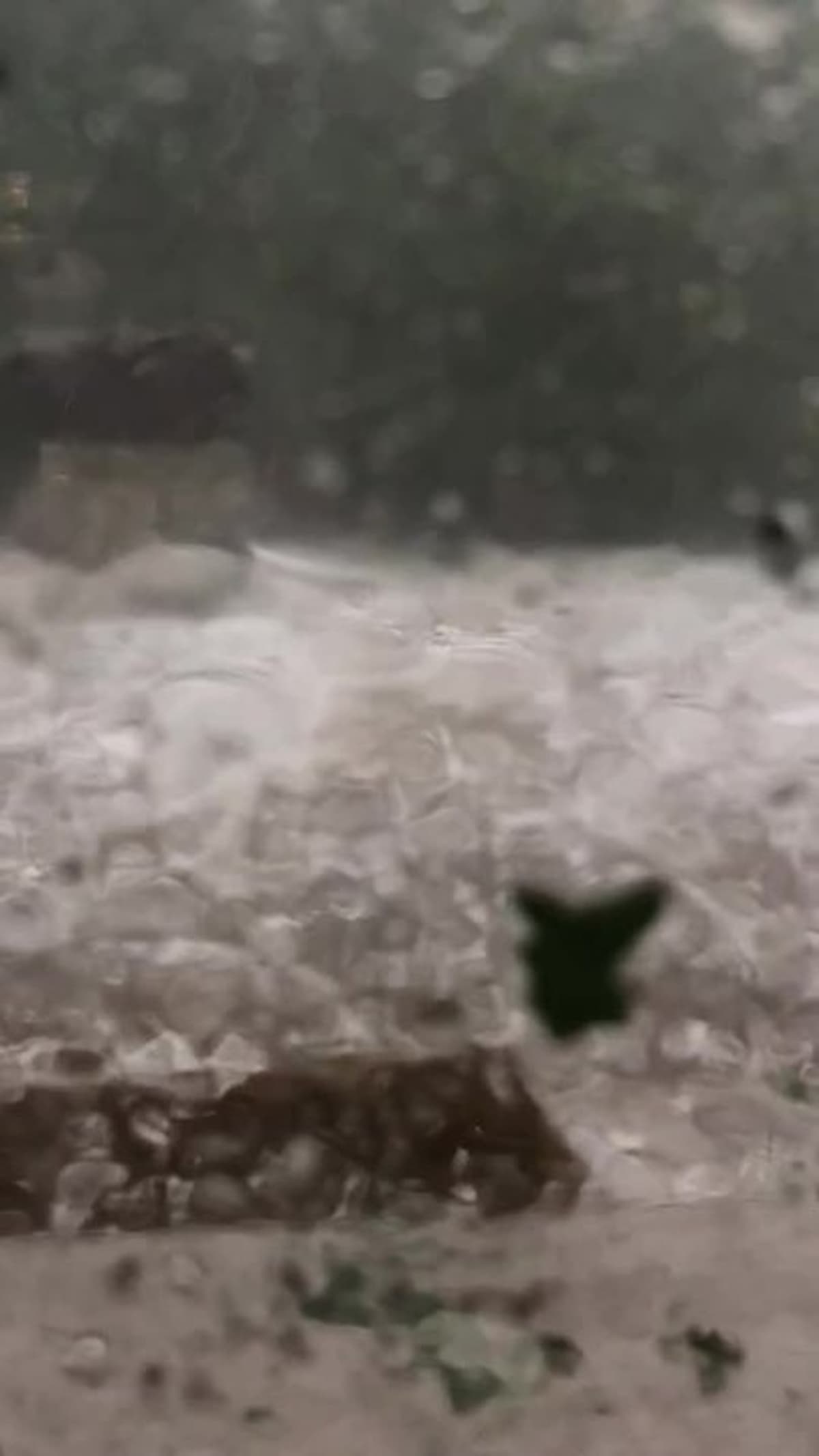 placeholder video