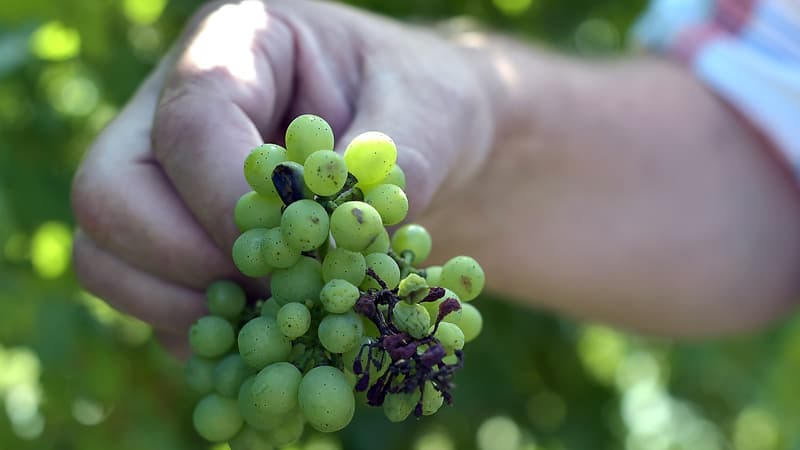 Frappé par le gel, le vignoble de Champagne est en retard d'une semaine par rapport à la moyenne sur dix ans.
	
