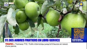 Essonne: des arbres fruitiers en libre-service