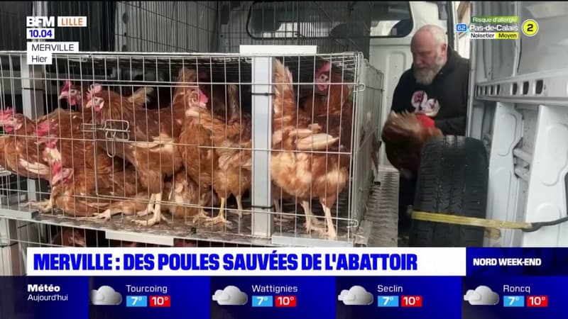 Nord: près d'un millier de poules pondeuses sauvées de l'abattoir