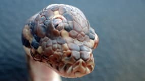 Un serpent à trois yeux découvert fin mars dans le nord de l'Australie. Les gardes forestiers l'ont baptisé "Monty Python".