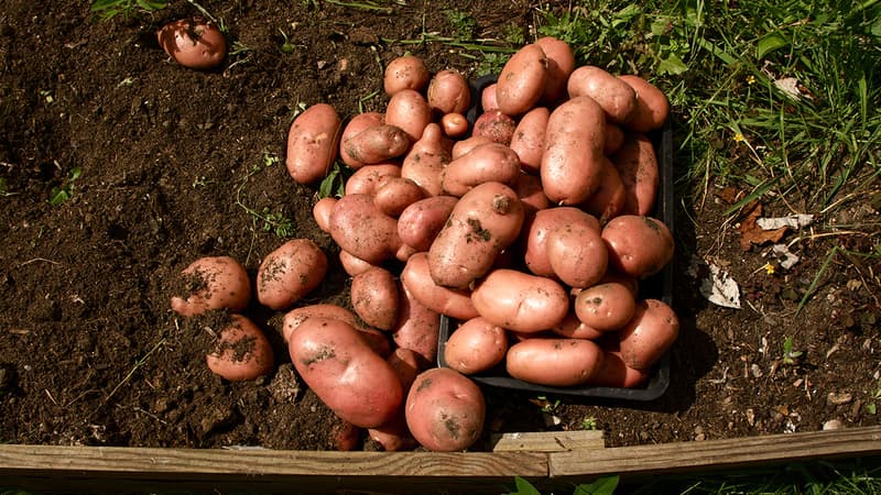 Les patates ont été introduites des Andes avant de devenir le légume le plus cultivé en France.
