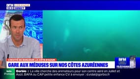 Côte d'Azur: "énormément" de méduses actuellement sur le littoral