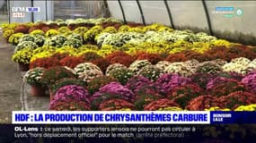 Hauts-de-France: la production de chrysanthèmes bat son plein à l'approche de la Toussaint