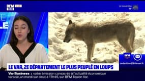 Planète locale du lundi 4 décembre - Le Var, 2e département le plus peuplé en loups