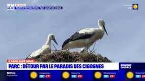 C beau chez nous: direction Cigoland, le paradis des cigognes