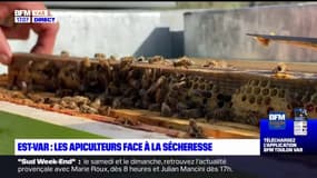 Var: les apiculteurs touchés par la sécheresse, le rendement en miel diminue