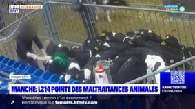 Manche: l'association L214 et deux députés dénoncent des maltraitances animales dans un centre de transit à Couville