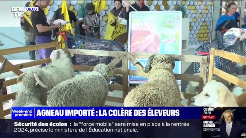 Pâques: des éleveurs en colère face aux importations d'agneaux