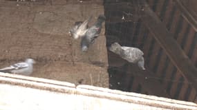 Des pigeons morts à Coulaures, en Dordogne, mars 2024 