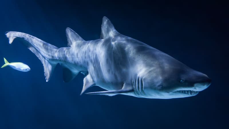 Examiné par des médecins après une attaque de requin, un Américain a pu être diagnostiqué et a guéri d'un cancer (illustration).