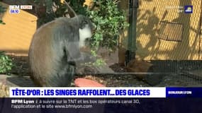Lyon: les singes du parc de la Tête d'Or se régalent avec des glaces