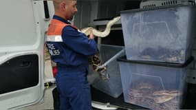 Les reptiles ont été saisis chez un suspect dans le cadre d'une enquête.