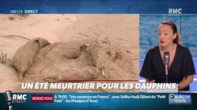 Objectif Terre : Un été meurtrier pour les dauphins - 21/08