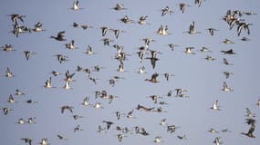 Des oiseaux en Inde, le 07 décembre 2018. (Photo d'illustration)