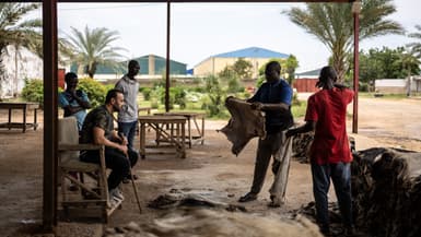 Abbas Hassan Zein vérifie la qualité des peaux à l'usine Ztannery à Kano