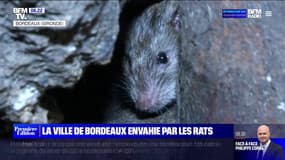 Comment les rats ont fini par envahir les rues de Bordeaux
