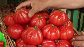 De nombreuses tomates côtelées sont vendues comme des "cœur de bœuf", alors qu'il s'agit en fait de variétés hybrides.