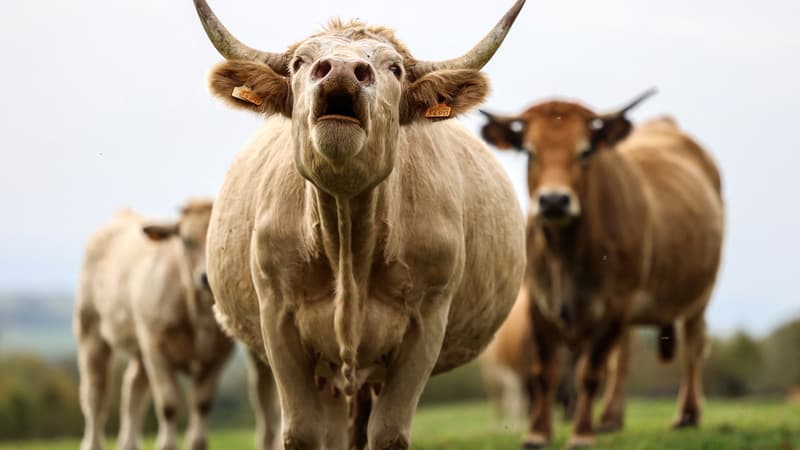 Aveyron: 25 tonnes de mélasse utilisée pour des aliments de bétail rejetées dans un cours d'eau