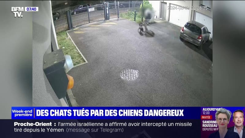 À Bondoufle (Essonne), des chats sont tués par des chiens dangereux 