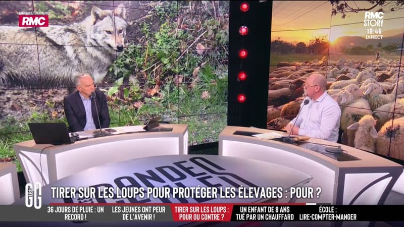 Faut-il tirer sur les loups pour protéger les élevages d'animaux?