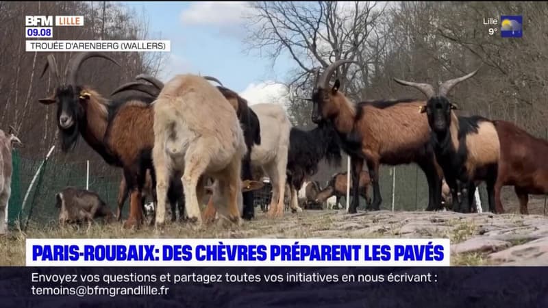 Paris-Roubaix: des chèvres préparent les pavés 