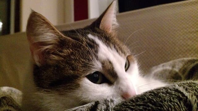 Il est essentiel d'éduquer son chat dès le plus jeune âge