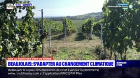 Beaujolais : s'adapter au changement climatique