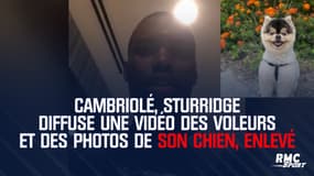 Cambriolé, Sturridge diffuse une vidéo des voleurs et se dit prêt à payer pour retrouver son chien
