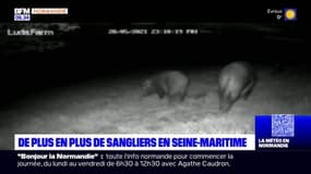 Les sangliers prolifèrent en Seine-Maritime