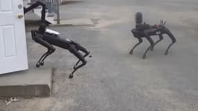 Les robots Spot Mini, de Boston Dynamics. 