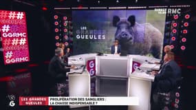 "C'est l'écologie politique qui contribue à de tels dérapages": faut-il laisser carte blanche aux chasseurs face à la prolifération des sangliers