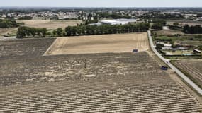 Un champ de lavande frappé par la sécheresse en juillet 2023 dans l'Hérault.