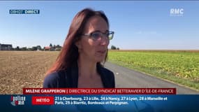Un projet de loi devrait autoriser les producteurs de betteraves à réutiliser certains insecticides
