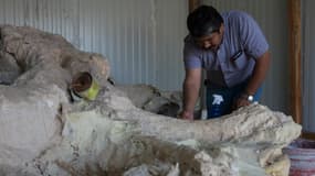 Un scientifique auprès d'ossements de mammouth, au Mexique. (Photo d'illustration)