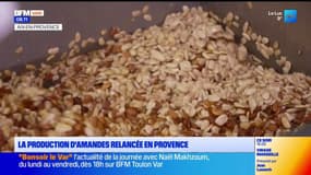La production d'amandes relancée en Provence