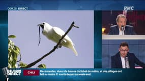 On sait (enfin) pourquoi l'oiseau le plus bruyant du monde crie