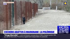 Marignane: plusieurs cochons errants tués, la mairie pointée du doigt