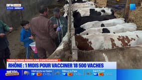 Dermatose nodulaire contagieuse des bovins : 1 mois pour vacciner dans le Rhône