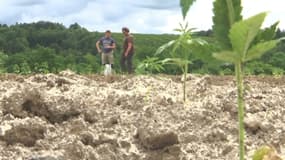 Des plants de chanvre industriel dans la Creuse. 