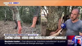 "Une technique ancestrale": la récolte du chêne-liège pourrait être record cette année