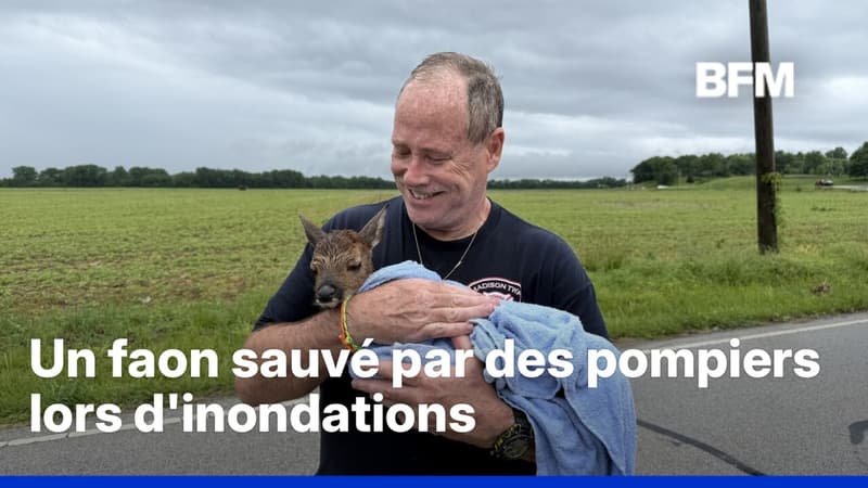 Un faon sauvé par des pompiers en intervention lors d'inondations dans l'Indiana