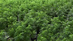 Des plants de cannabis dans une serre de Las Vegas le 6 juillet 2017