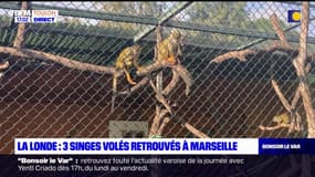 Singes volés à La Londe-les-Maures: 3 primates retrouvés à Marseille, un homme de 19 ans interpellé 