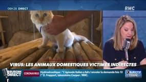 Virus : les animaux domestiques victimes indirectes