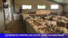 Les Trophées de l’entreprise, avec la CCI 05 : Ovinalp à Val Buëch Méouge, prêt à moderniser le marché des engrais naturels
