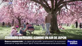 Au parc de Sceaux (Hauts-de-Seine), personne ne veut rater la floraison des cerisiers du Japon